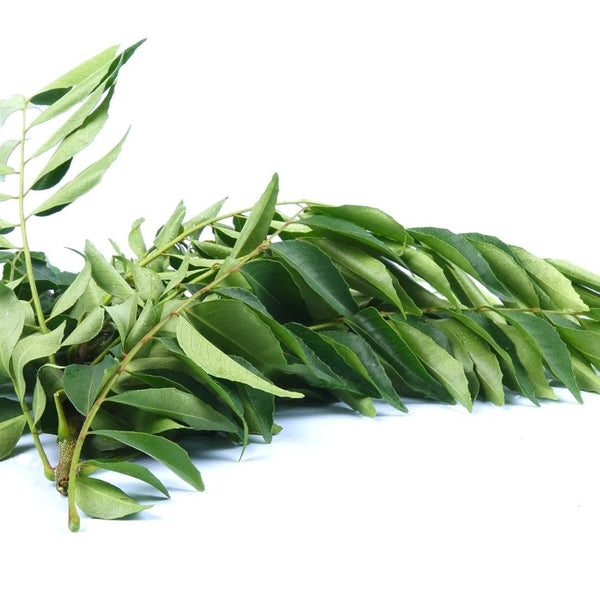 Curry Forest Fresh Curry Leaves-100% Natural & Pesticide-Free, Grown in Phoenix USA,