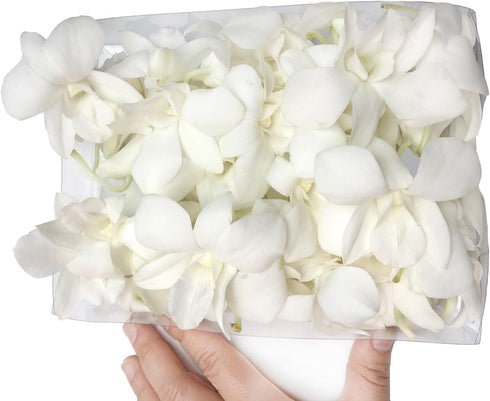 Miami FRESH CUT FLOWERS Orchid Loose Bloom OrchidClub USA by Sunne Tropical