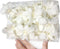 Miami FRESH CUT FLOWERS Orchid Loose Bloom OrchidClub USA by Sunne Tropical