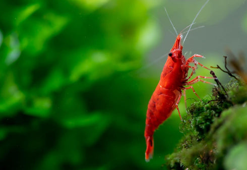 Generic 20+ High Grade Fire Red Cherry Shrimps Neocaridina Live Freshwater Shrimp Aquarium Inverts High-Grade Cherry