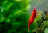 Generic 20+ High Grade Fire Red Cherry Shrimps Neocaridina Live Freshwater Shrimp Aquarium Inverts High-Grade Cherry