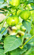 4 Tomatillo, Whole fresh Tomatillos, pounds worth of Whole Tomatillos. COOL BEANS n SPROUTS.