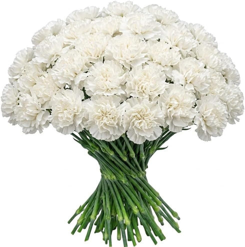FlowerPrime 50 White Carnations - Fresh Natural Cut Flowers