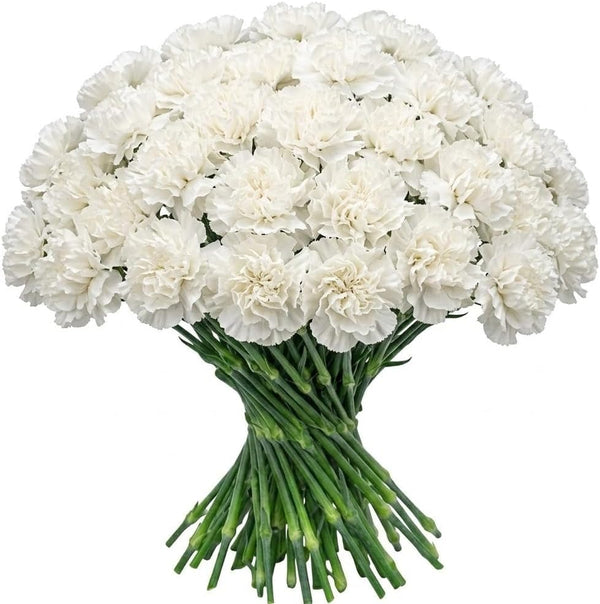 FlowerPrime 50 White Carnations - Fresh Natural Cut Flowers