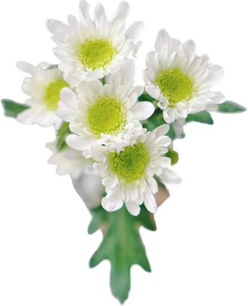 20 Stems Fresh White Daisies Flowers Good Maintenance Long Flowering Hydroponic Flower Arrangement Gifts For Home