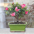 5 5-8 Inches Brussel's Bonsai - Live Satsuki Azalea Flowering Bonsai Tree in Ceramic Bonsai Pot, Outdoor Bonsai Tree