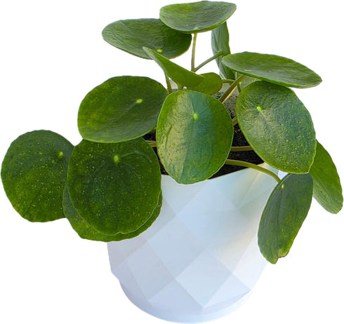 Chinese Money Plant Live (Pilea Peperomioides) in White Geometric Self-Watering Planter, Modern Indoor Houseplant