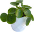 Chinese Money Plant Live (Pilea Peperomioides) in White Geometric Self-Watering Planter, Modern Indoor Houseplant