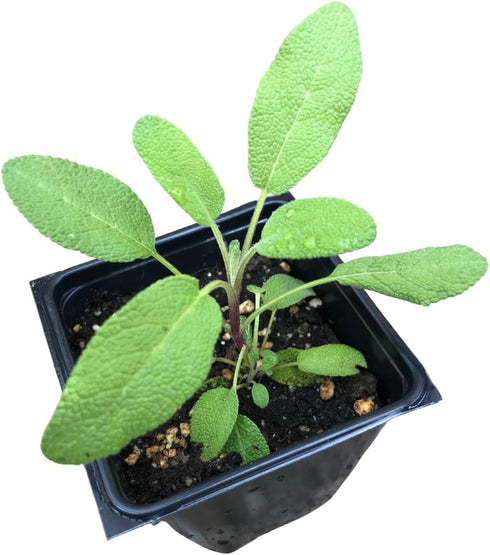 Smoke Camp Crafts Organic Sage Plant, Grower's Friend Culinary Herb, 2.5-inch Pot,
