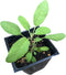 Smoke Camp Crafts Organic Sage Plant, Grower's Friend Culinary Herb, 2.5-inch Pot,