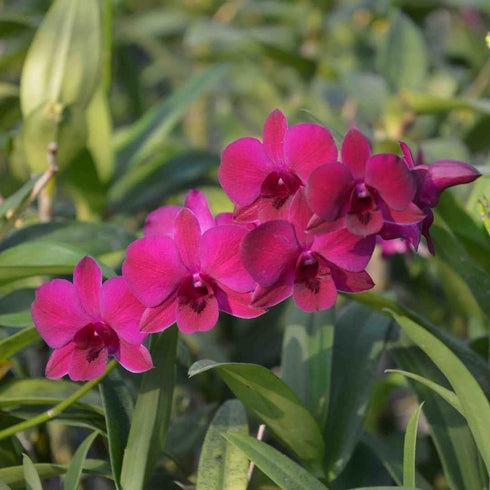 Aloha Hawaii Orchids Dendrobium Ladda Red 3" Pot