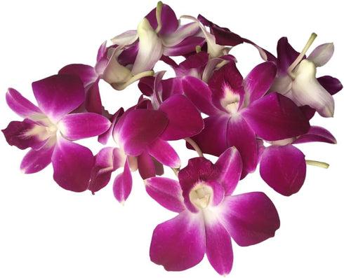 Vibrant Purple Sonia Orchid Lei - Fresh Tropical Dendrobium