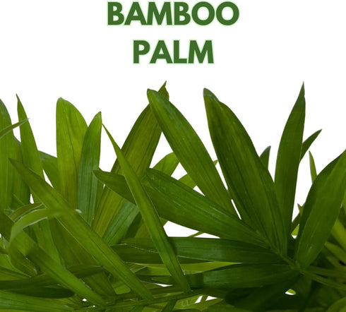 2 inch Set 3 BubbleBlooms Neanthe Bella Palm of Chamaedorea elegans Bamboo Parlour Palm Tiny Mini Pixie Plants