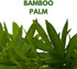 2 inch Set 3 BubbleBlooms Neanthe Bella Palm of Chamaedorea elegans Bamboo Parlour Palm Tiny Mini Pixie Plants