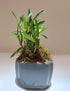 Mini Bonsai Dendrobium Huoshan Mizhu with Purple Sand Pot