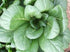Komatsuna Oriental Mustard Spinach Taste(100 -stir-Fried, Pickled, Boiled-Great - Seeds)