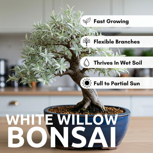 Live Dwarf White Willow Bonsai Tree Cutting to Grow - Stunning Silvery-Green Leaves - Fast Growing, Indoor/Outdoor