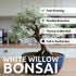 Live Dwarf White Willow Bonsai Tree Cutting to Grow - Stunning Silvery-Green Leaves - Fast Growing, Indoor/Outdoor