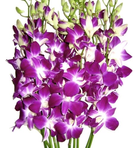 Just Orchids 10 Stemmed Fresh Orchids- Long Purple Dendrobium