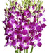 Just Orchids 10 Stemmed Fresh Orchids- Long Purple Dendrobium