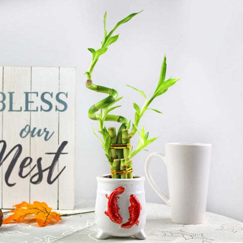 5 Set 3 NW Wholesaler - Stalk Live Lucky Bamboo Arrangement with Spiral Stalk, of Arrangements - Live Indoor Plant