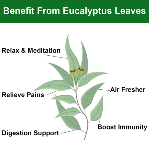 4oz/114g FullChea - Dried Eucalyptus Leaves - - Hojas de Eucalipto - Premium Chinese Dried Eucalyptus Herb Whole Leaf