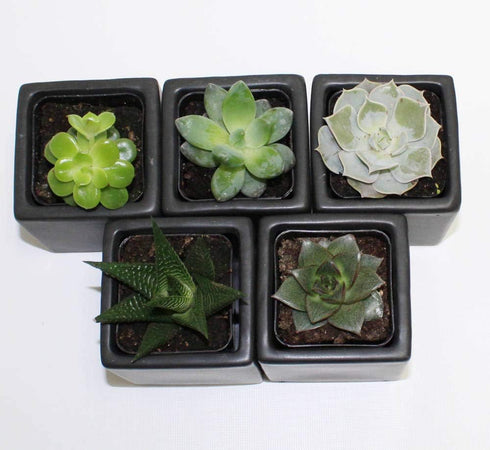 Athena's Garden Set 5 2" 3" A of Succulents in Black Square Pots Each with Polished River Rocks