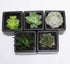 Athena's Garden Set 5 2" 3" A of Succulents in Black Square Pots Each with Polished River Rocks
