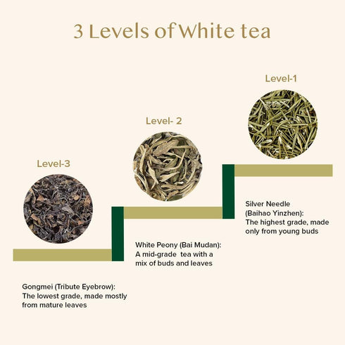 VAHDAM Silver Pine Needle White Tea Loose Leaf, 50g, Caffeine Free, Gluten Free
