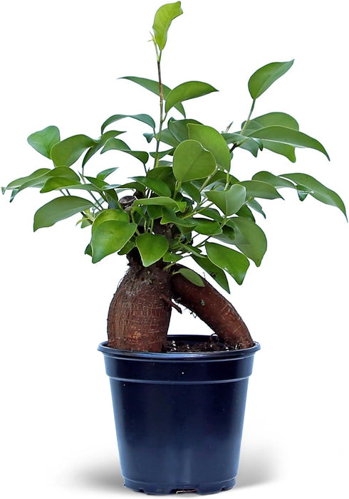 Live Ginseng Ficus, Ficus Retusa, Banyan Fig, Bonsai Houseplant, Unusual Plant, Birthday