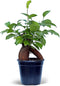 Live Ginseng Ficus, Ficus Retusa, Banyan Fig, Bonsai Houseplant, Unusual Plant, Birthday