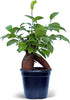 Live Ginseng Ficus, Ficus Retusa, Banyan Fig, Bonsai Houseplant, Unusual Plant, Birthday