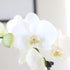 5" Green Circle Growers White & Yellow Orchid in White Jute Planter, Live Plant Proud of You