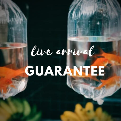 6 pack BLOODY MARY SHRIMP - shrimp - Live Fish for Aquarium - Exotic Freshwater Live Fish, Live Aquarium Fish, Live