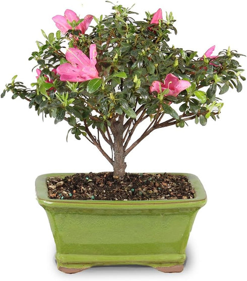 5 5-8 Inches Brussel's Bonsai - Live Satsuki Azalea Flowering Bonsai Tree in Ceramic Bonsai Pot, Outdoor Bonsai Tree