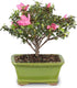 5 5-8 Inches Brussel's Bonsai - Live Satsuki Azalea Flowering Bonsai Tree in Ceramic Bonsai Pot, Outdoor Bonsai Tree
