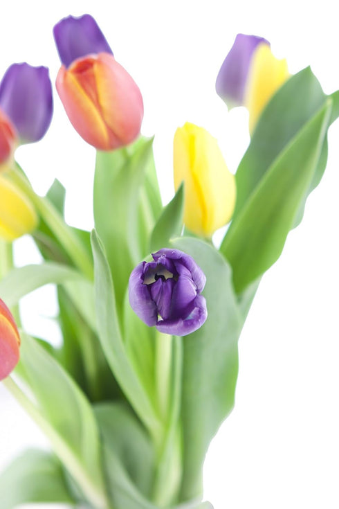 10 KaBloom - Assorted Tulips without vase - Fresh Flowers for Birthday, Valentine's & Mother's Day