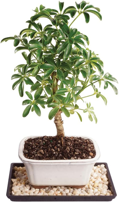 Brussel's Bonsai Live Hawaiian Umbrella Bonsai Tree - Small, 3 Year, 4