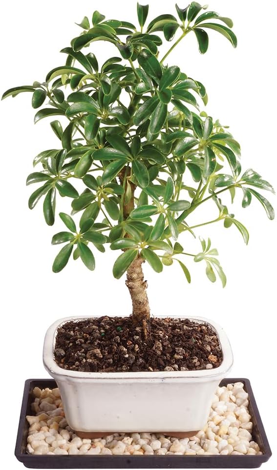 Brussel's Bonsai Live Hawaiian Umbrella Bonsai Tree - Small, 3 Year, 4