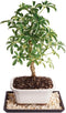 Brussel's Bonsai Live Hawaiian Umbrella Bonsai Tree - Small, 3 Year, 4