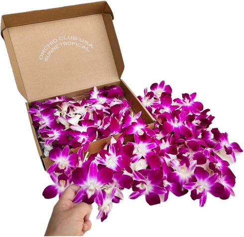 (100 Miami Fresh Orchid Loose Bloom PERISHABLE flowers OrchidClub USA Sunne Tropical DIY lei, food & drink decoration