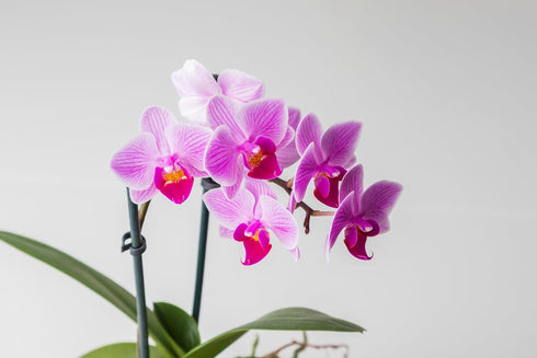 2" Surprise Moth Orchid Plant - Phalaenopsis - Pot - Easy House Plant