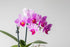 2" Surprise Moth Orchid Plant - Phalaenopsis - Pot - Easy House Plant