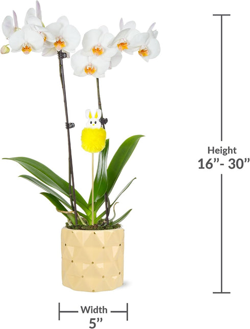 5" Green Circle Growers White with Yellow Orchid in Yellow Pot with Bunny Pick, Live Indoor Plants, House Plant
