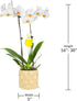 5" Green Circle Growers White with Yellow Orchid in Yellow Pot with Bunny Pick, Live Indoor Plants, House Plant