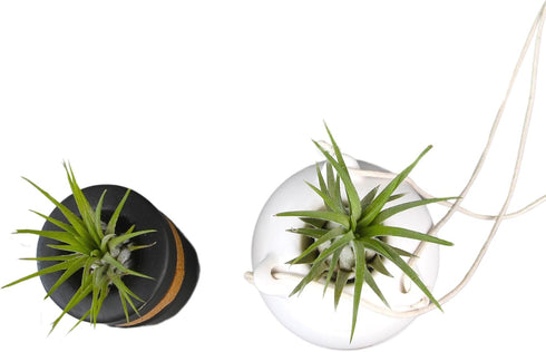 (2-pack), Live Air Plants with Decorative Black & White Air Plant Holder Duo Easy Plant Gift, Non-Toxic & Pet Friendly