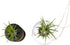 (2-pack), Live Air Plants with Decorative Black & White Air Plant Holder Duo Easy Plant Gift, Non-Toxic & Pet Friendly