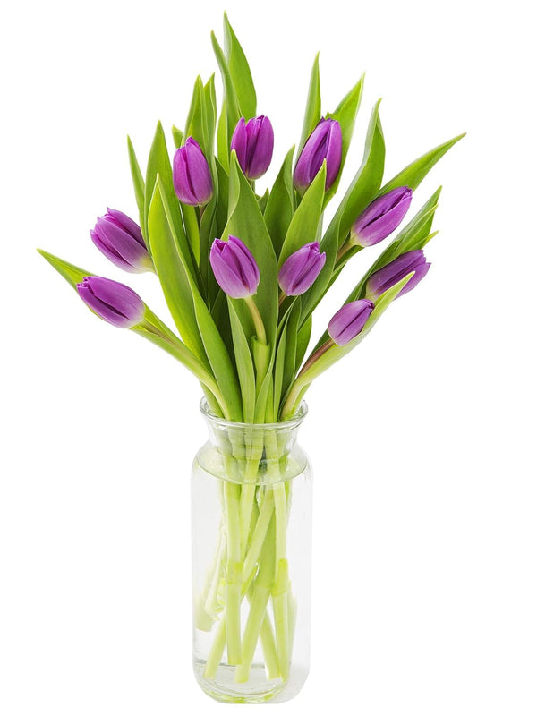 KaBloom Flowers -Valentine's Day Collection - 10 Purple Tulips with vase, Gift