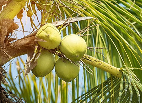 4 Food to Live - Organic Coconut Flour, Pounds - Non-GMO, Kosher, Raw, Vegan, Unsweetened, Unrefined, Unsulfured Fine