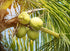 8 Food to Live - Organic Coconut Flour, Pounds - Non-GMO, Kosher, Raw, Vegan, Unsweetened, Unrefined, Unsulfured Fine